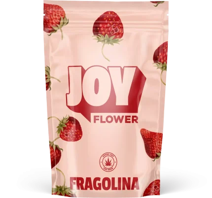 Petits bourgeons de FRAGOLINA, offrant des arômes floraux et de fruits rouges, avec une nuance subtile de fraise, cultivés sous serre pour une qualité optimale.